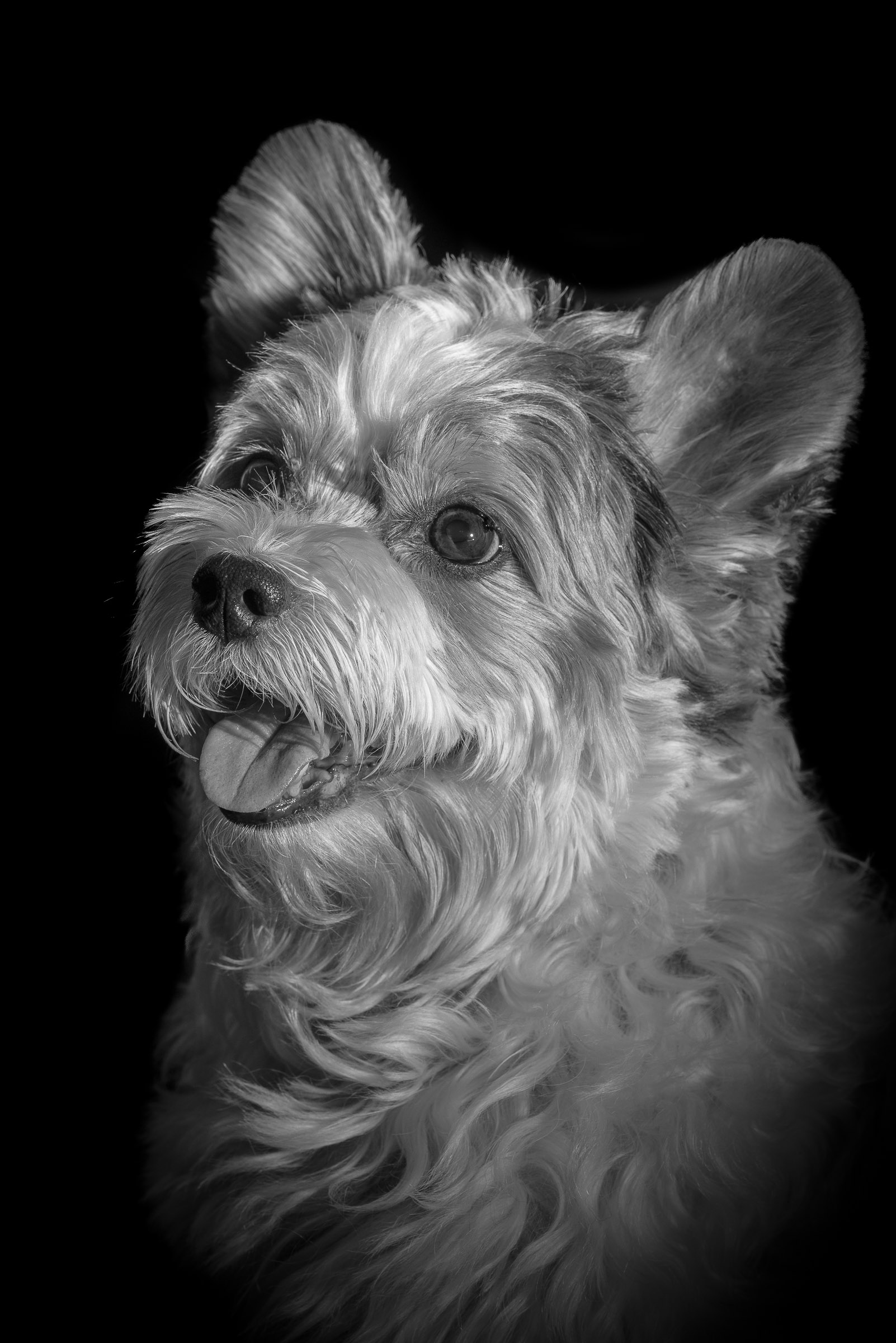 Stylised portrait of a pet